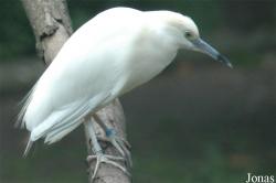 Vogelpark Walsrode