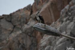 Musandam Peninsula