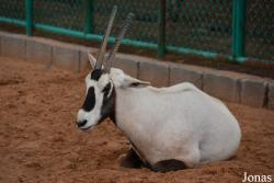 Ras Al Khaimah Wild Life Park