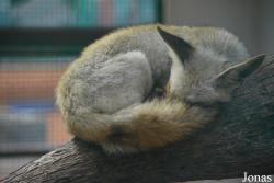 Ras Al Khaimah Wild Life Park