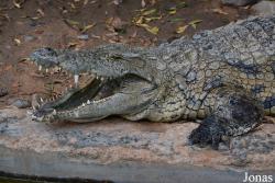 Ras Al Khaimah Wild Life Park