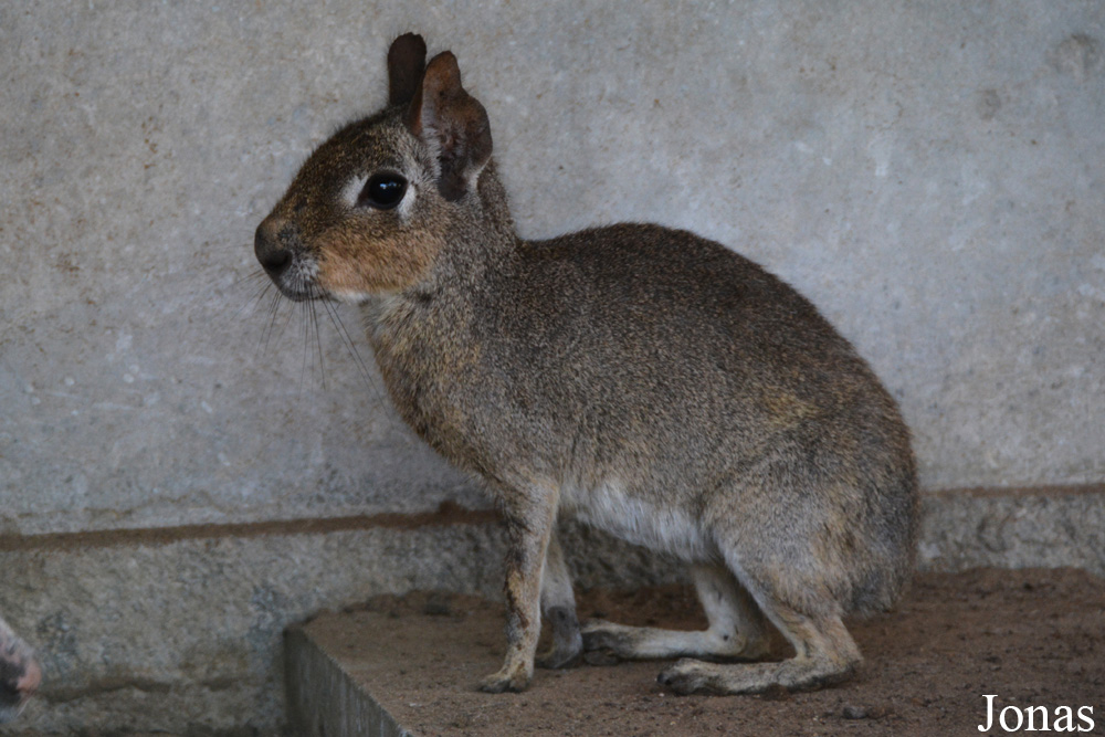 H. E. Sheikh Butti Maktoum's Wildlife Center