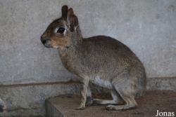H. E. Sheikh Butti Maktoum's Wildlife Center