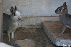 H. E. Sheikh Butti Maktoum's Wildlife Center