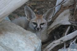 H. E. Sheikh Butti Maktoum's Wildlife Center