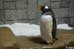 Snow Penguins at Ski Dubai