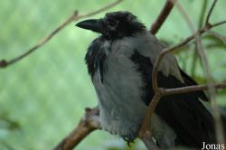 Vogelpark Walsrode