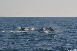 Delphinus delphis tropicalis