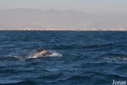 Fujairah