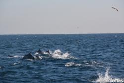 Fujairah