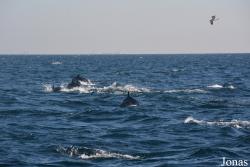 Fujairah