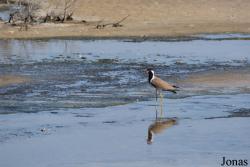 Ras Al Khor Wildlife Sanctuary