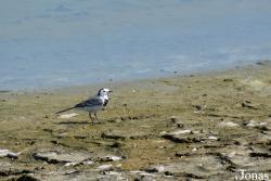 Ras Al Khor Wildlife Sanctuary