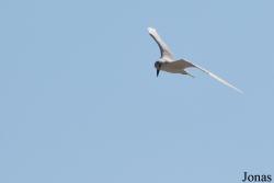 Ras Al Khor Wildlife Sanctuary