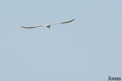 Ras Al Khor Wildlife Sanctuary