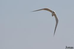 Ras Al Khor Wildlife Sanctuary