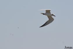Ras Al Khor Wildlife Sanctuary