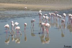 Ras Al Khor Wildlife Sanctuary