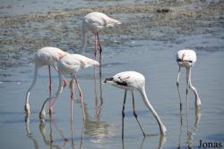 Ras Al Khor Wildlife Sanctuary