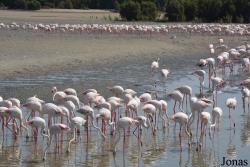 Ras Al Khor Wildlife Sanctuary