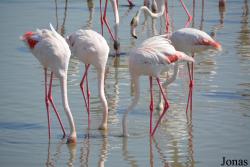 Ras Al Khor Wildlife Sanctuary
