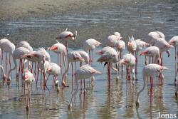 Ras Al Khor Wildlife Sanctuary