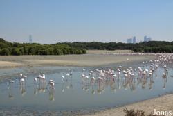 Ras Al Khor Wildlife Sanctuary
