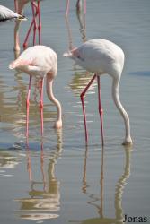 Ras Al Khor Wildlife Sanctuary