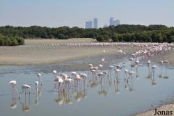 Ras Al Khor Wildlife Sanctuary