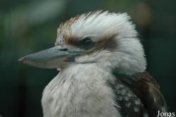 Vogelpark Walsrode