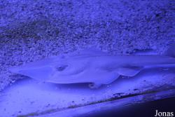 Dubai Aquarium & Underwater Zoo