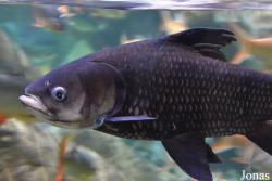 Catlocarpio siamensis