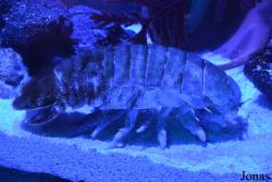 Dubai Aquarium & Underwater Zoo