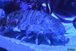 Isopoda