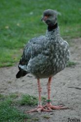 Vogelpark Walsrode