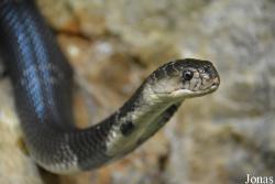 Elapidae
