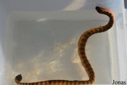Hydrophis curtus
