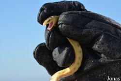 Hydrophis ornatus