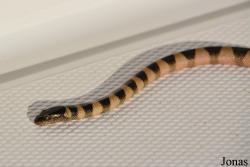 Hydrophis lapemoides