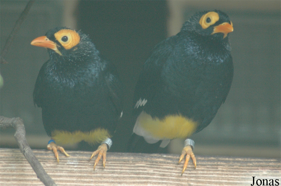 Vogelpark Walsrode
