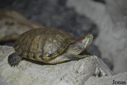 Emirates Park Zoo and Resort
