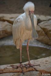 Emirates Park Zoo and Resort