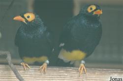 Vogelpark Walsrode