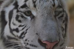Emirates Park Zoo and Resort