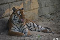 Emirates Park Zoo and Resort