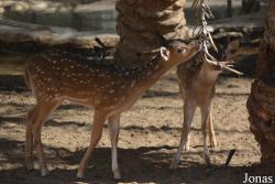 Emirates Park Zoo and Resort