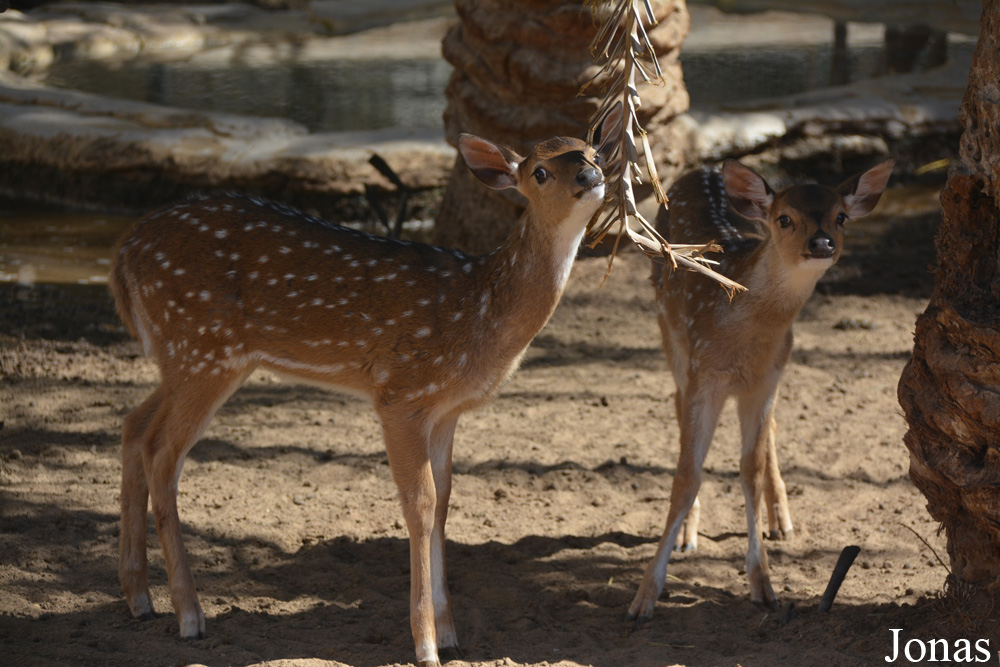 Emirates Park Zoo and Resort