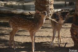 Emirates Park Zoo and Resort