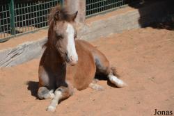 Emirates Park Zoo and Resort