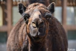 Emirates Park Zoo and Resort